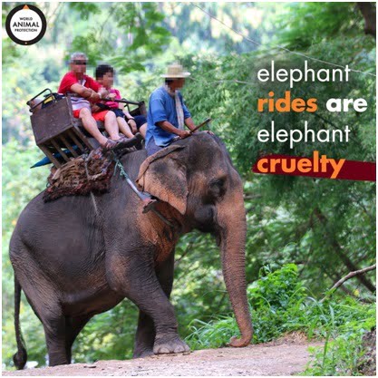 Elephant Safaris should be Discouraged to End Suffering of Captive Elephants