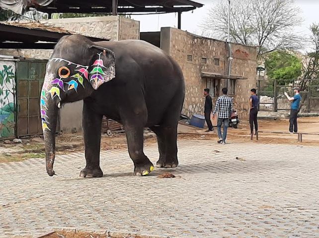 World Animal Protection Calls on Rajasthan Chief Minister to End Elephant Rides at Amer Fort on World Elephant Day