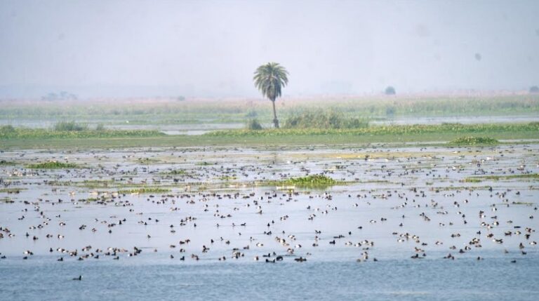 World Wetlands Day: The Art of Living Safeguards Nature's Lifelines