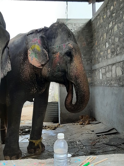 Elephant Rehabilitation Can Set Example for Captive Facilities, says World Animal Protection on Occasion of World Wildlife Day