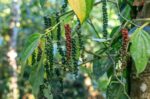 India's Black Pepper Market Faces Supply Challenges Amid Climate Change and Unorganised Trade